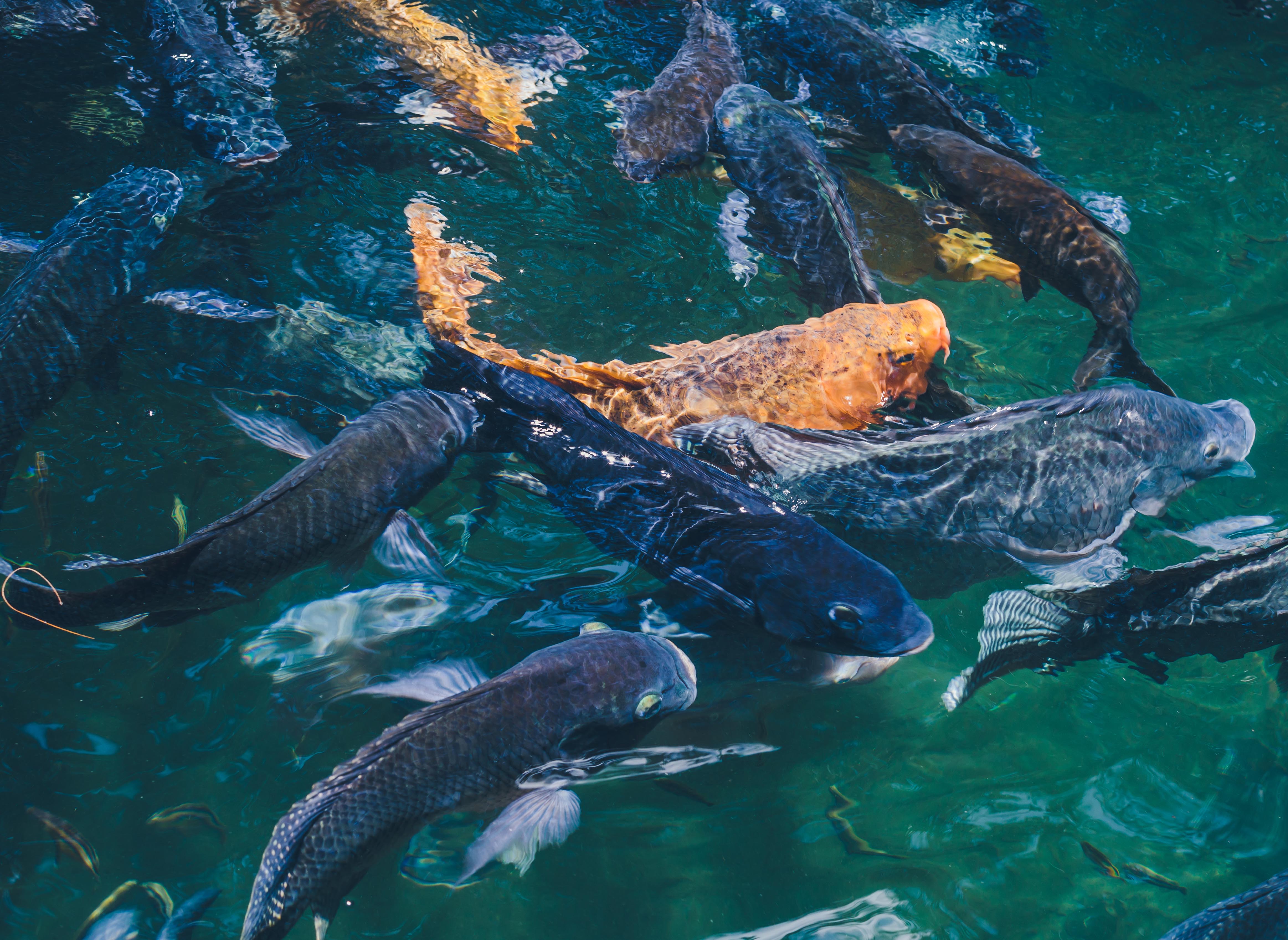 Aquaculture